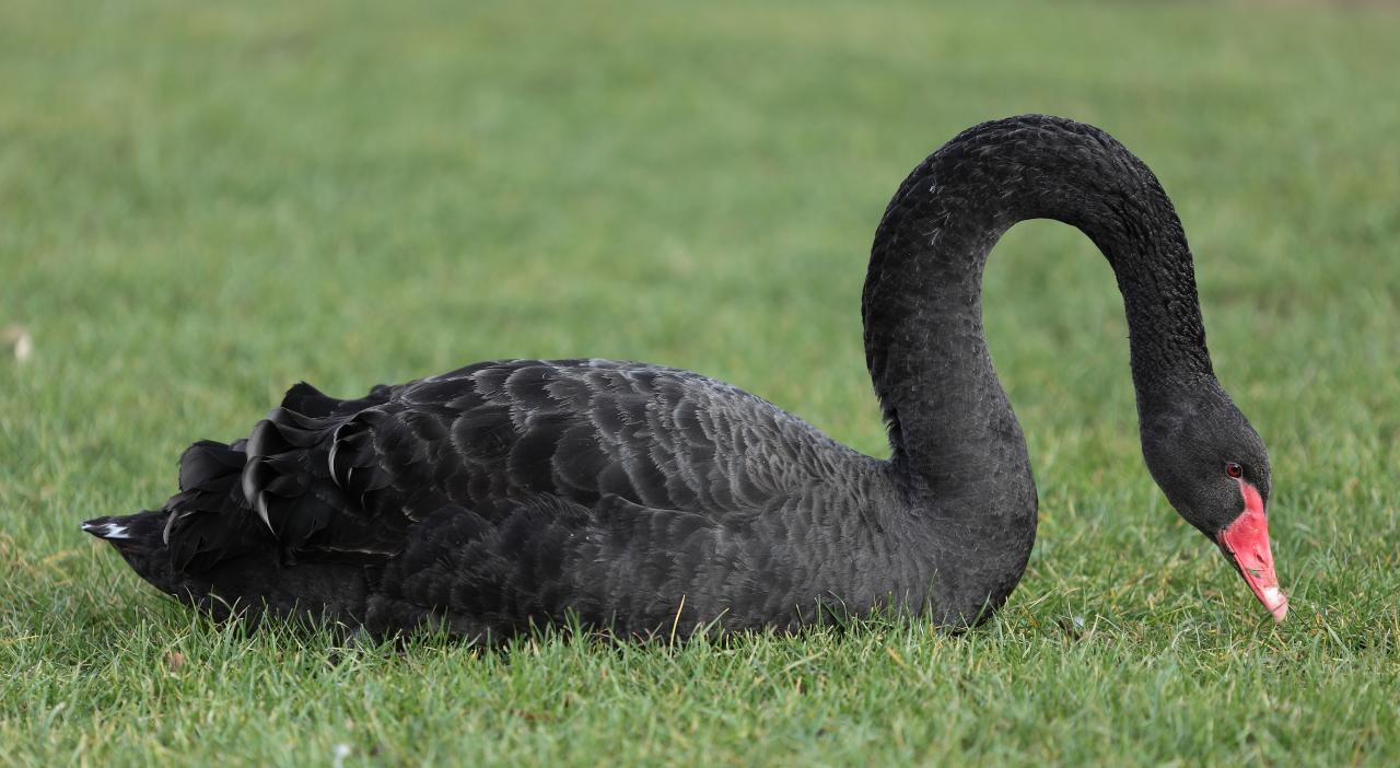 Cygne noir - Cygnus atratus - Black Swan