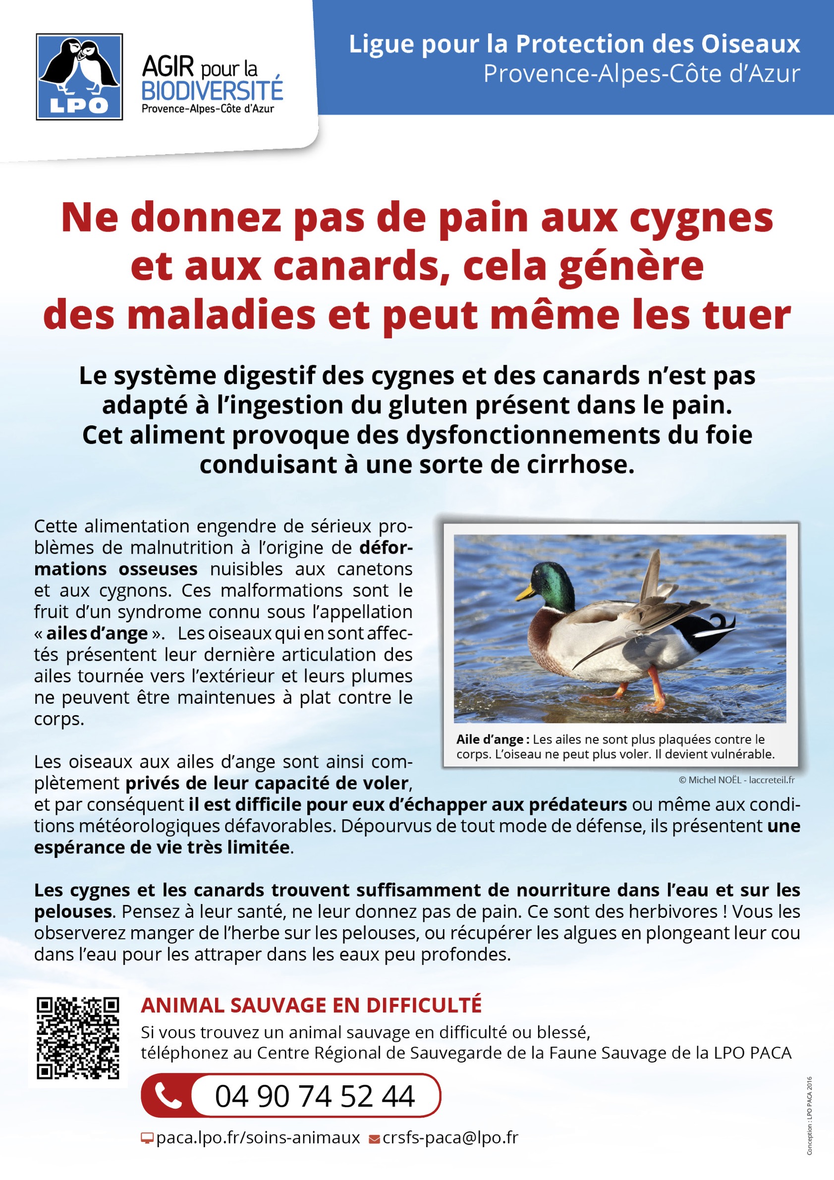 Affiche sur les DANGERS du PAIN - LPO Provence-Alpes-Côte d'Azur