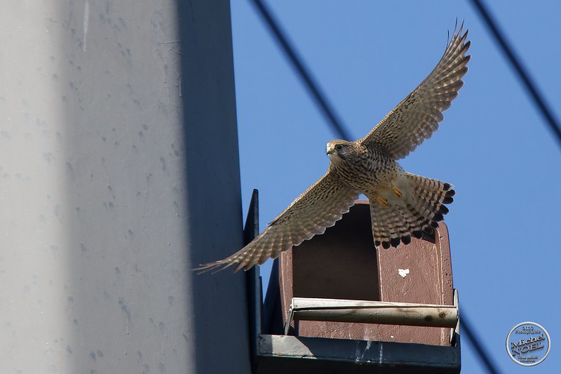 Faucon crécerelle - Falco tinnunculus - Common Kestrel quittant le nichoir sur pylône 225 000V de RTE