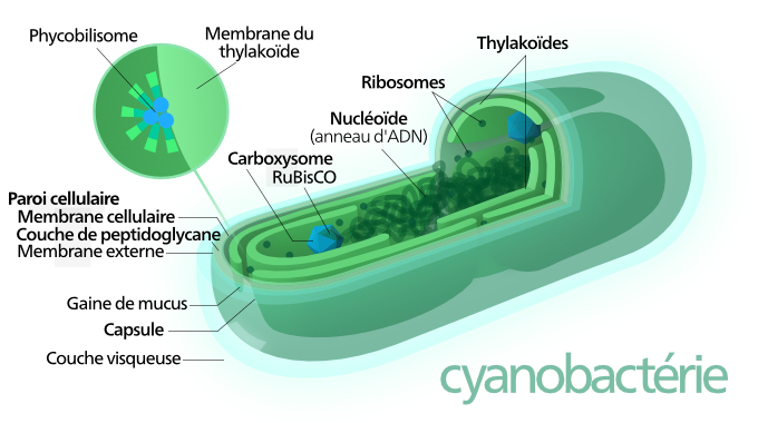 Cyanobactérie - cyanobacterium - sur Wikipedia.org