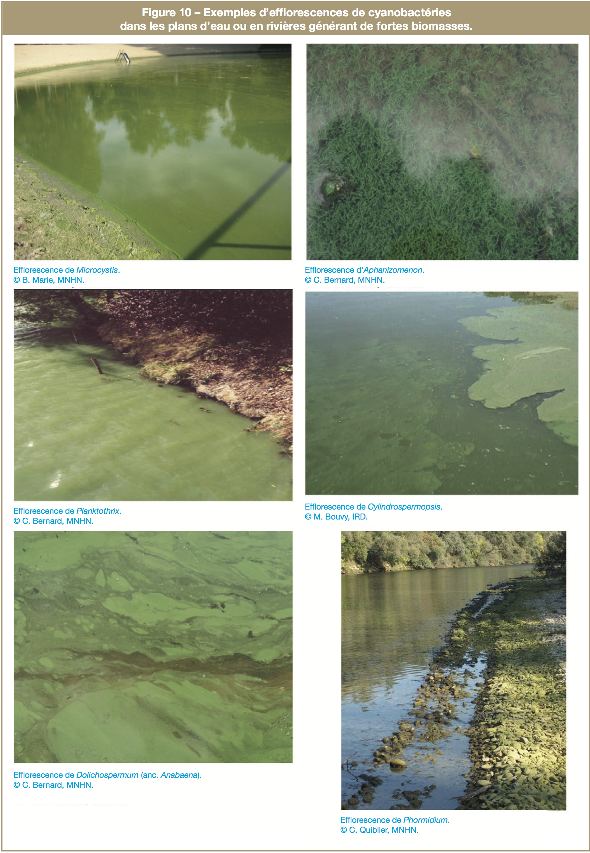 Exemples d'efflorescences de cyanobactéries dans les plans d'eau ou en rivières générant de fortes biomasses.