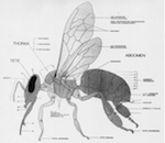 Mieux connaitre l'abeille et l'apiculture, par Éric Jingeaux : PDF - 8.4 Mo