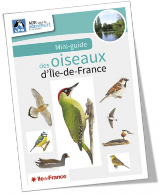 Mini guide sur les oiseaux d'Île-de-France