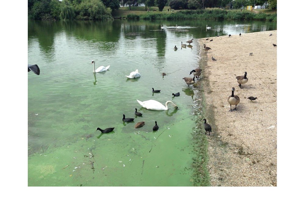 Constatation effectuée au lac de Créteil en juillet 2018 (73) ©Collectif du lac de Créteil