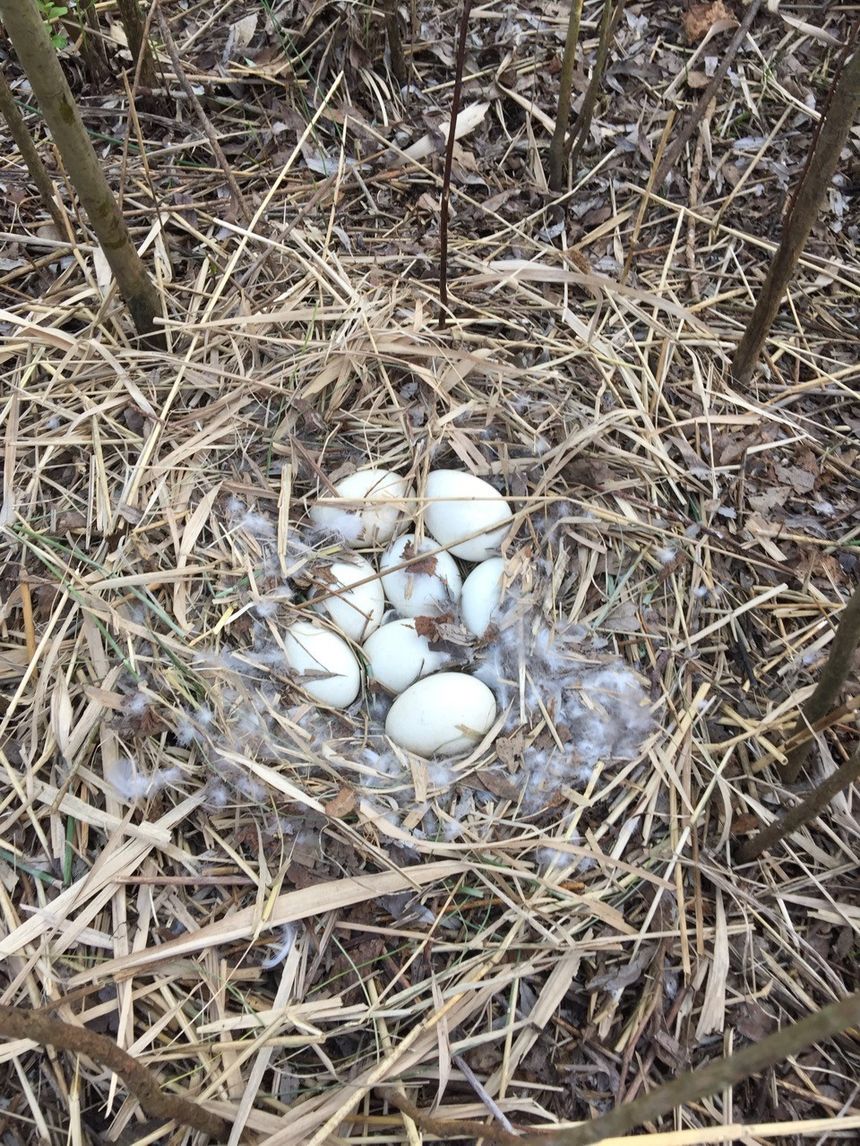 Trois nids remplis d'œufs d'oies bernaches ont été découverts au cours de cette opération de nettoyage - Collectif du Lac de Créteil