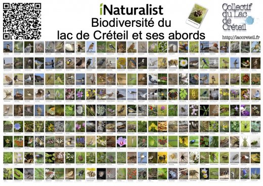 Biodiversité du lac de Créteil et ses abords sur iNaturalist