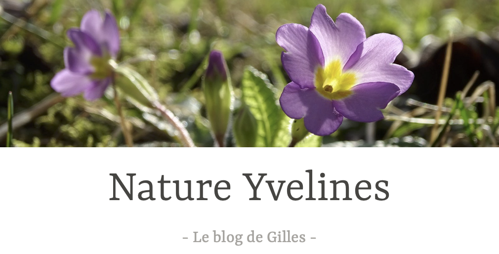 Logo Nature Yvelines