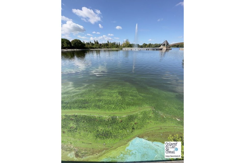 Les algues vertes  Anses - Agence nationale de sécurité sanitaire de  l'alimentation, de l'environnement et du travail