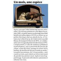 Un mois une espèce - Faucon crécerelle - VIVRE ENSEMBLE N° 417/DÉCEMBRE 2021 Page 7 ©© Membre du Collectif du lac de Créteil